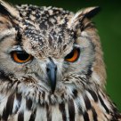 Bubo bubo